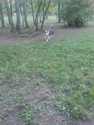 Friends of Whitney Dog Park