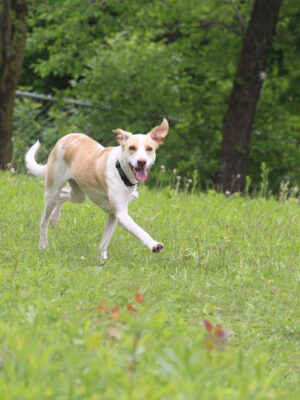 St. Croix Falls Dog Park
