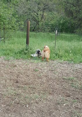 Wappo Park & Dog Park