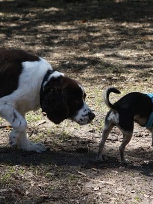 Fox Park Dog Park
