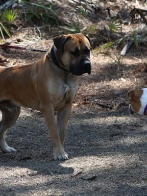 Fox Park Dog Park