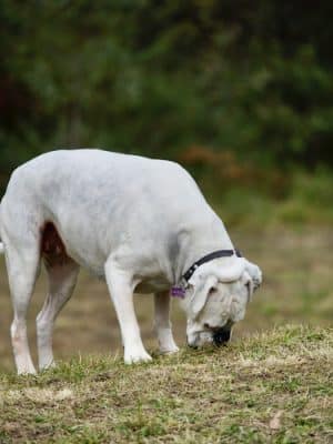 Fox Park Dog Park