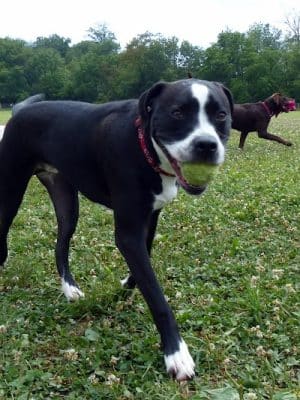 Fox Park Dog Park