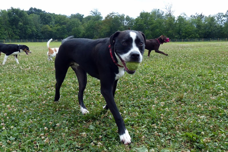 Fox Park Dog Park - St. Louis, MO