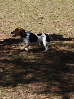 Fox Park Dog Park