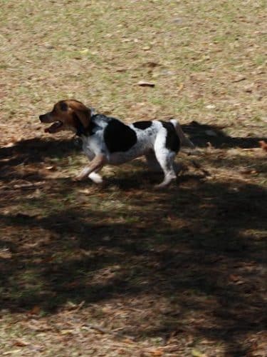Fox Park Dog Park