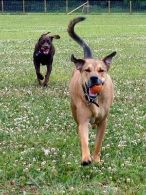 Fox Park Dog Park
