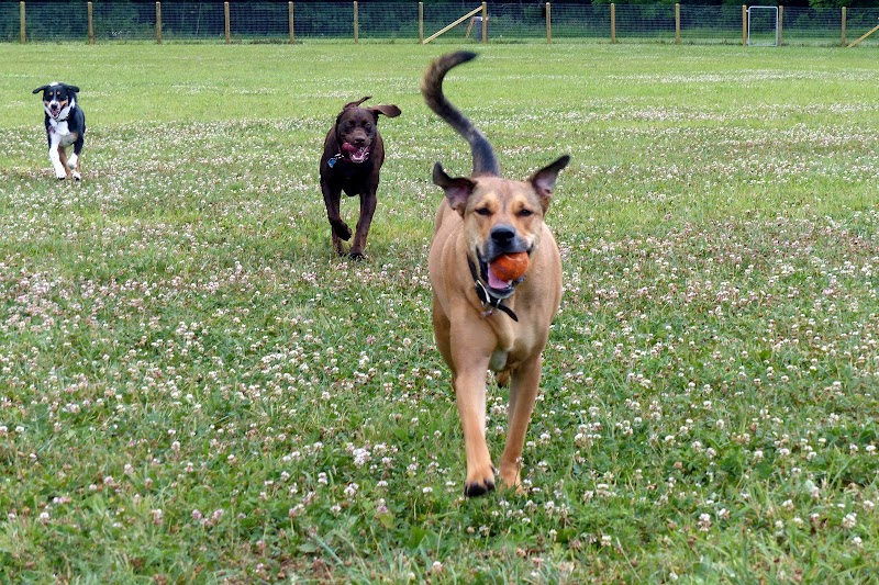Fox Park Dog Park - St. Louis, MO