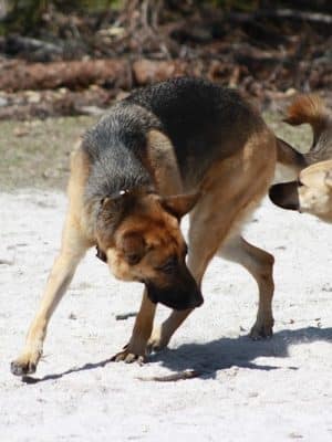Fox Park Dog Park