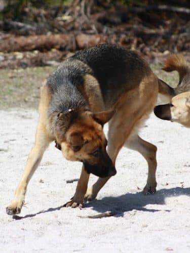 Fox Park Dog Park