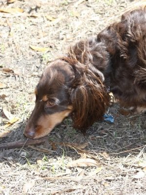 Fox Park Dog Park