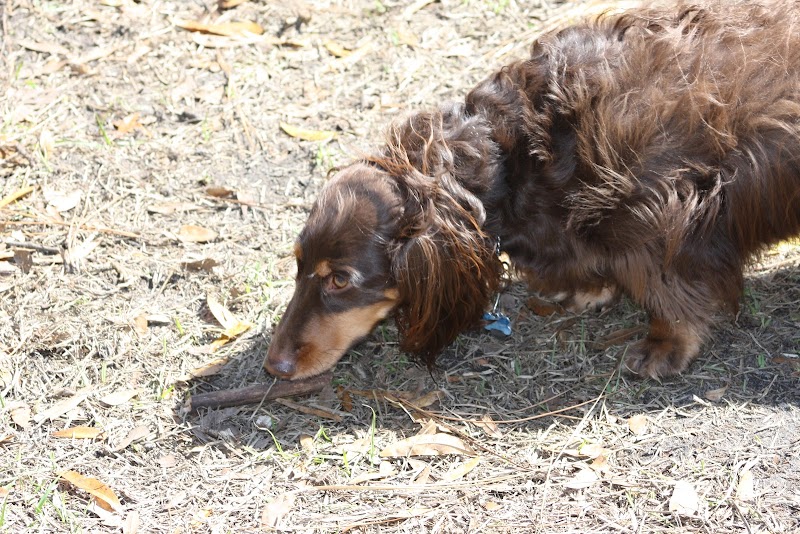 Fox Park Dog Park - St. Louis, MO