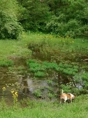 Southwest City Dog Park (Members Only)
