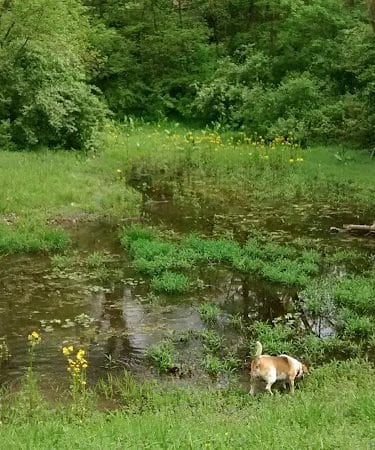 Southwest City Dog Park (Members Only)
