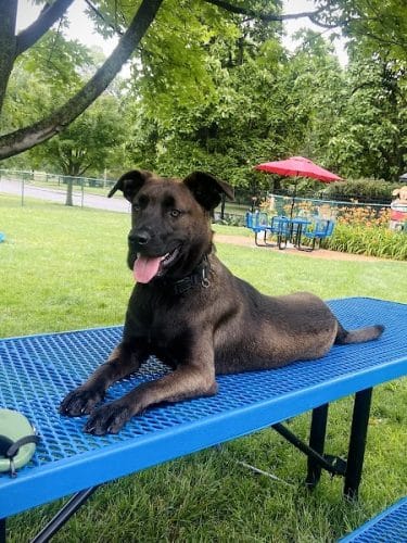 Southwest City Dog Park (Members Only)