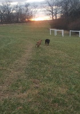 Tails & Trails Dog Park at Queeny Park(membership)