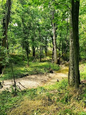 Tails & Trails Dog Park at Queeny Park(membership)