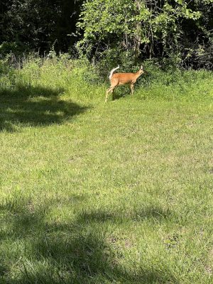 Tails & Trails Dog Park at Queeny Park(membership)