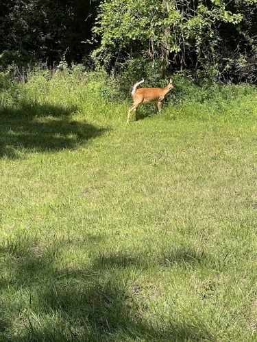 Tails & Trails Dog Park at Queeny Park(membership)