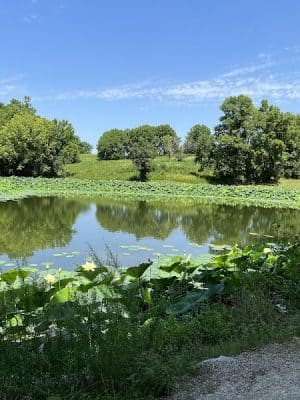 Tails & Trails Dog Park at Queeny Park(membership)