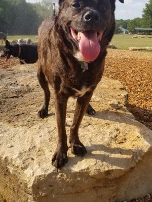 Tails & Trails Dog Park at Queeny Park(membership)
