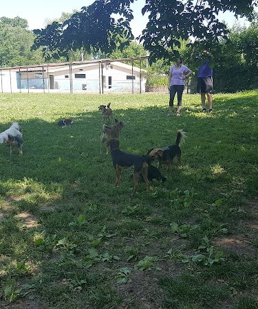 Treecourt Unleashed Dog Adventure Park | Dog Park | (Registration Required)
