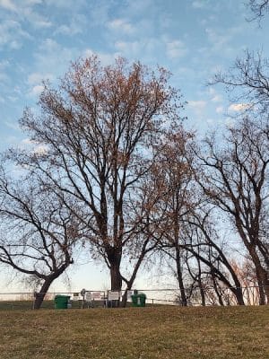 Dakota Dog Park