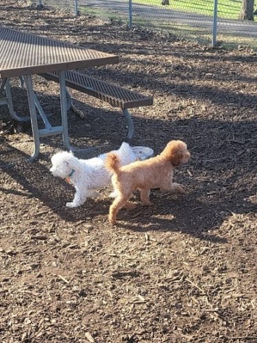 Dakota Dog Park