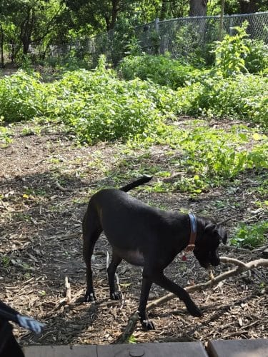 Dakota Dog Park