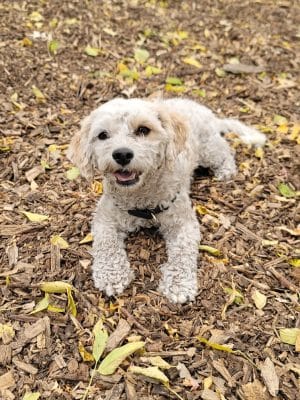 Dakota Dog Park