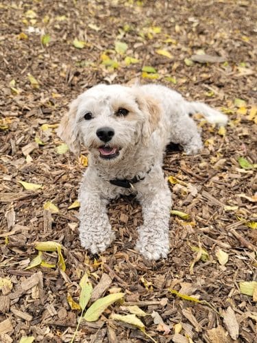Dakota Dog Park
