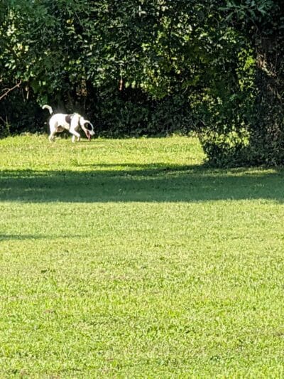 Treecourt Unleashed Dog Adventure Park | Dog Park | (Registration Required) - St. Louis, MO