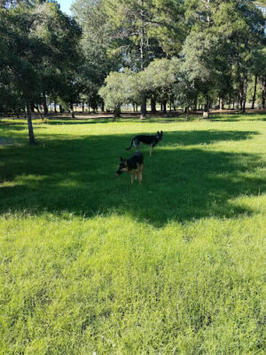 Tommy Casey Memorial Dog Park