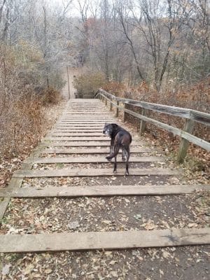 Arlington/Arkwright Off Leash Dog Park