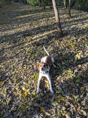 Arlington/Arkwright Off Leash Dog Park