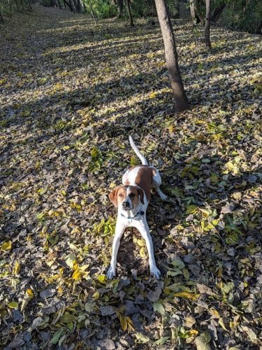 Arlington/Arkwright Off Leash Dog Park