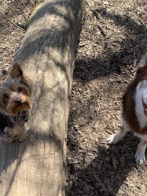 Arlington/Arkwright Off Leash Dog Park