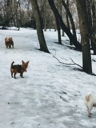 Arlington/Arkwright Off Leash Dog Park