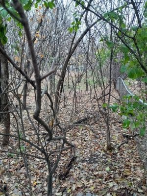 Arlington/Arkwright Off Leash Dog Park