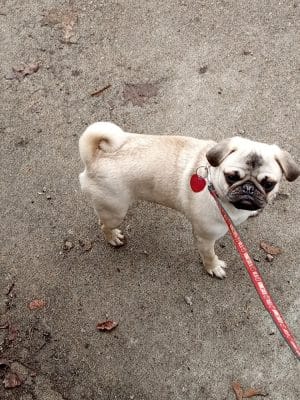 Arlington/Arkwright Off Leash Dog Park
