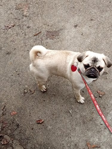 Arlington/Arkwright Off Leash Dog Park