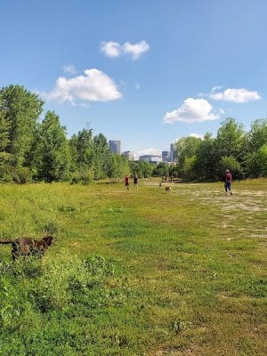 High Bridge Dog Park