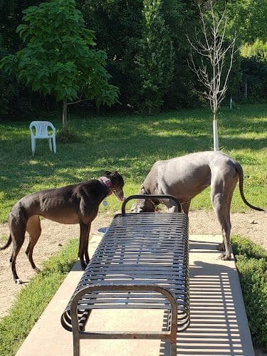 High Bridge Dog Park