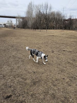 High Bridge Dog Park