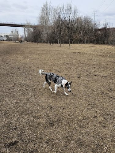 High Bridge Dog Park