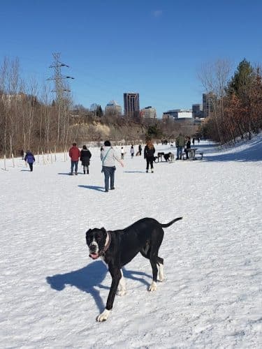 High Bridge Dog Park