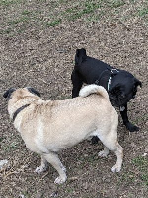 High Bridge Dog Park