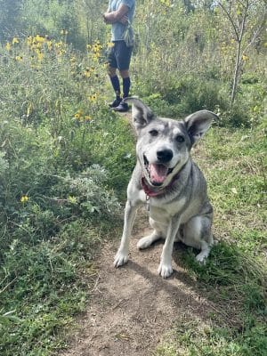 Lilydale Off-Leash Dog Park