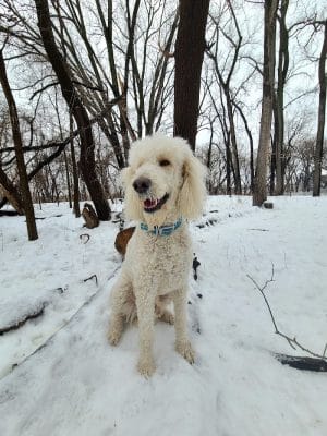 Lilydale Off-Leash Dog Park