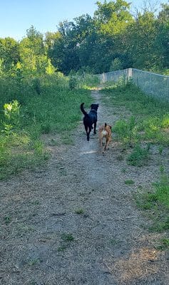 Lilydale Off-Leash Dog Park
